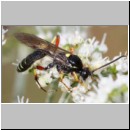 Ctenichneumon panzeri - Schlupfwespe m03e 12mm - OS-Hellern-Wiese-fdet02.jpg